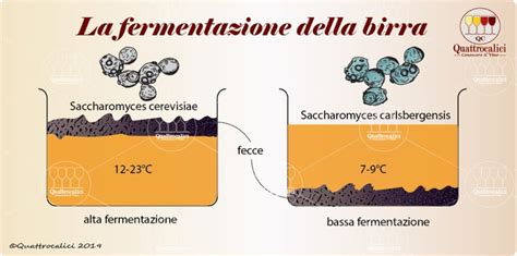 Produzione della birra – La Fermentazione .